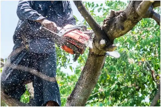tree services Three Springs